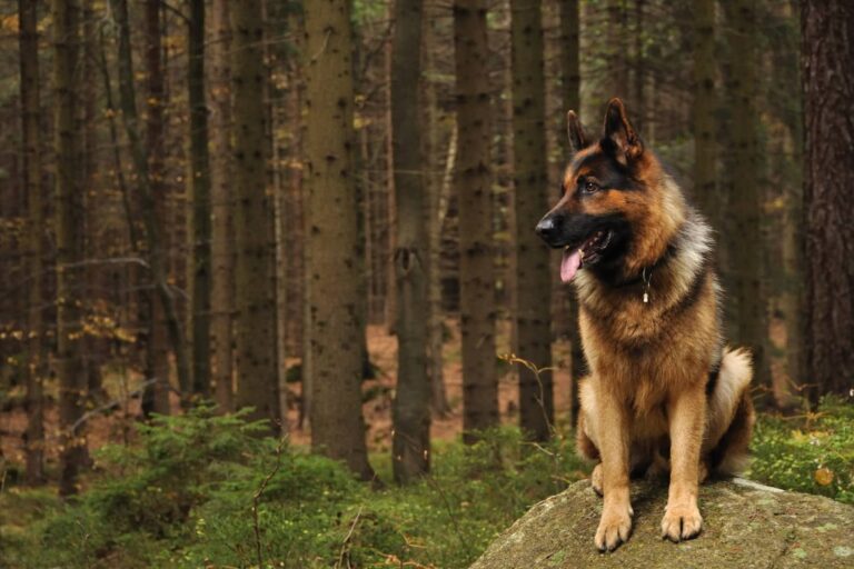 german shepherd in forest