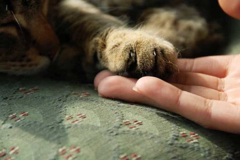 kneading in cats