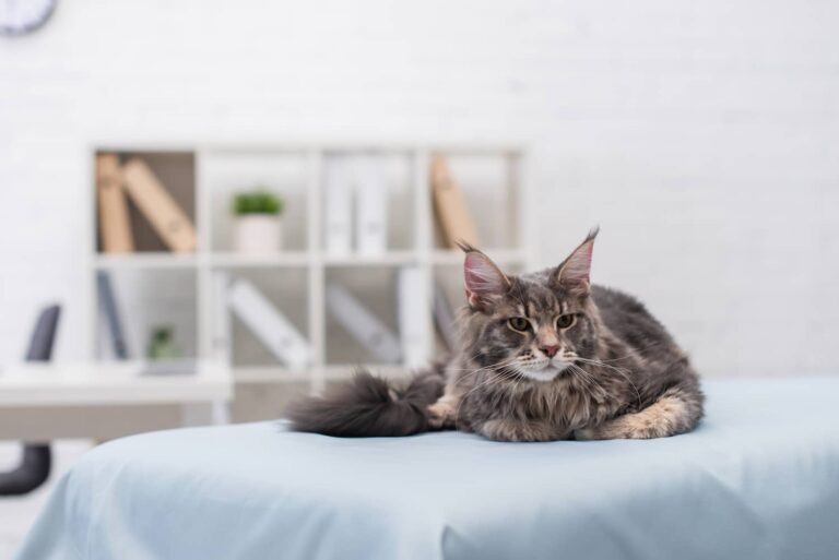 hip dysplasia in cats