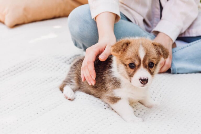 hiccups in puppies
