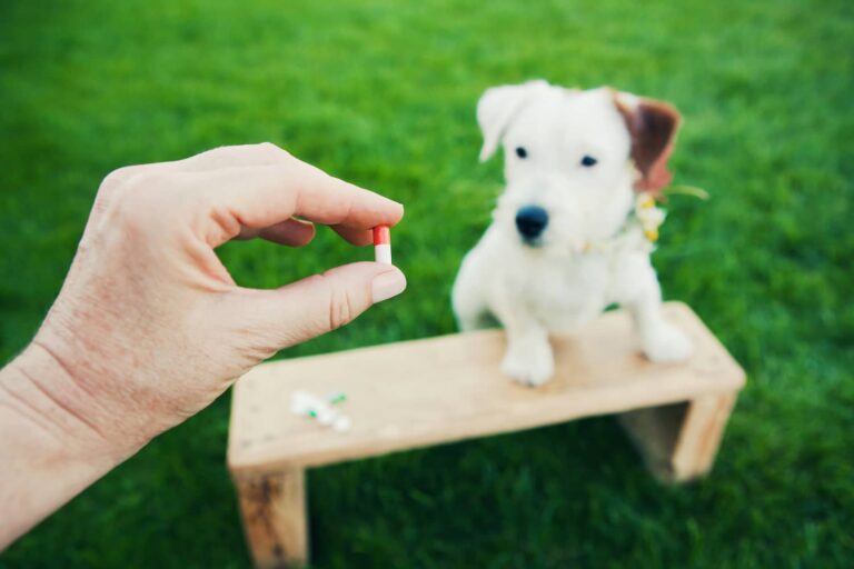 trilostane for dogs