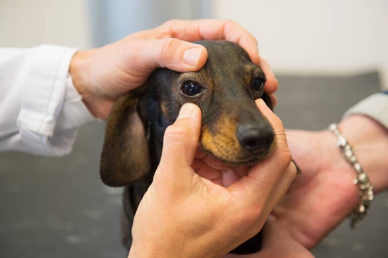 red eyes in dogs