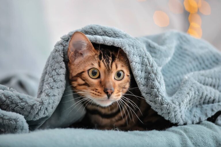Cat in heat