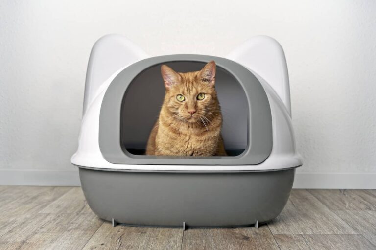 cat in litterbox