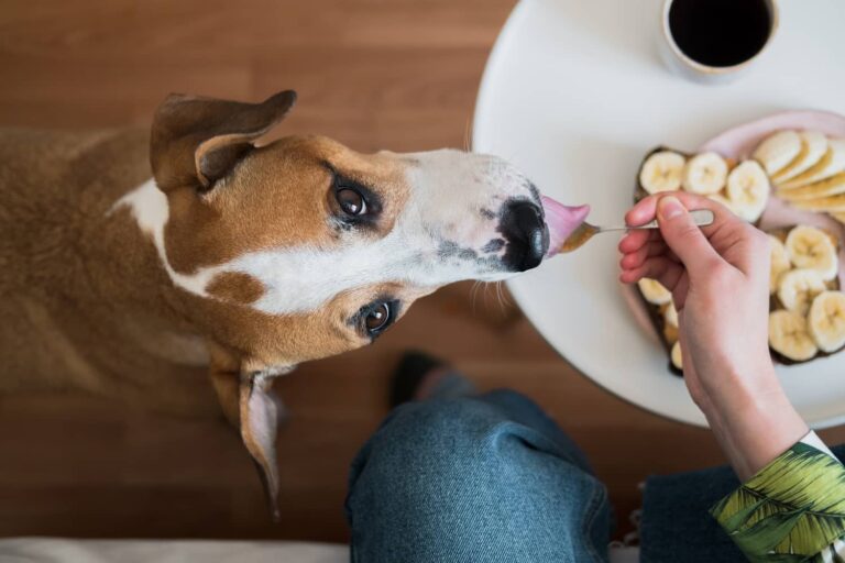 Dog eating from spoon