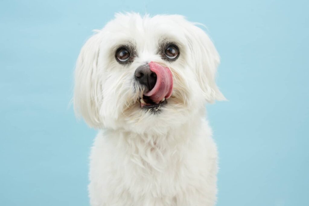 dog licking lips