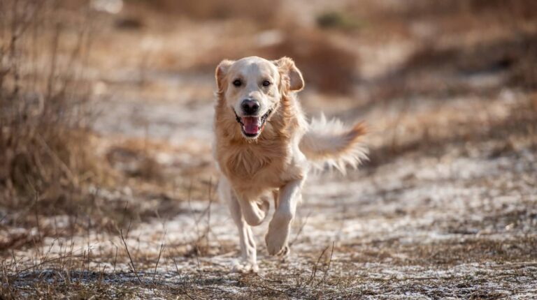 Dog running outdoors