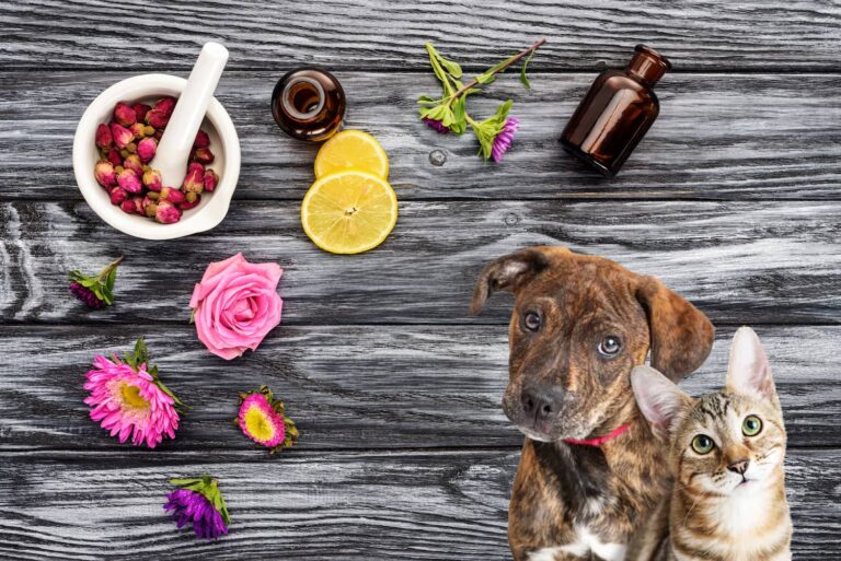 Essential oil toxicity in pets