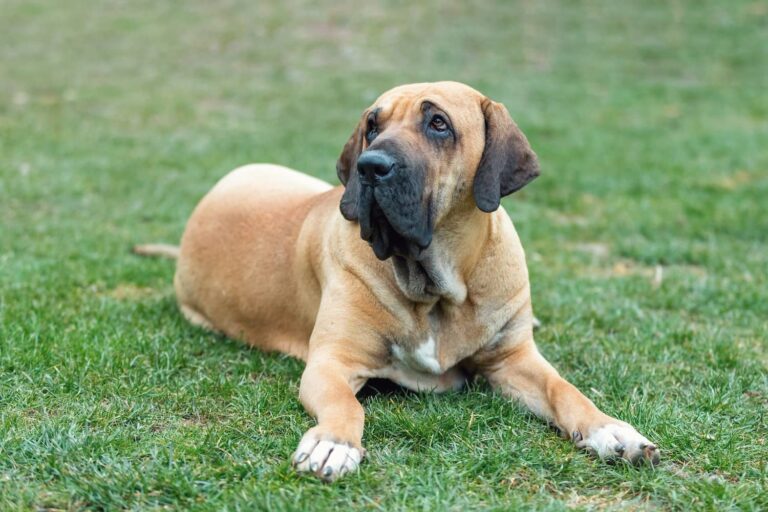 large breed puppy