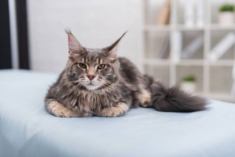 Polydactyl maine coon