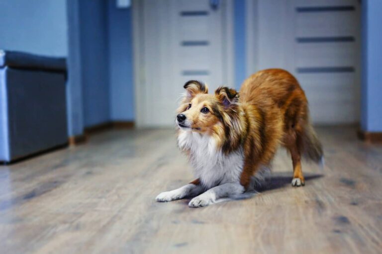 Playful collie