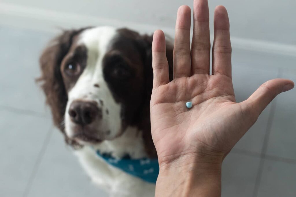 tramadol for dogs