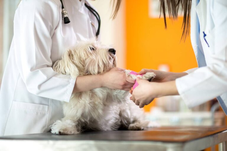 bandaging a dog wound