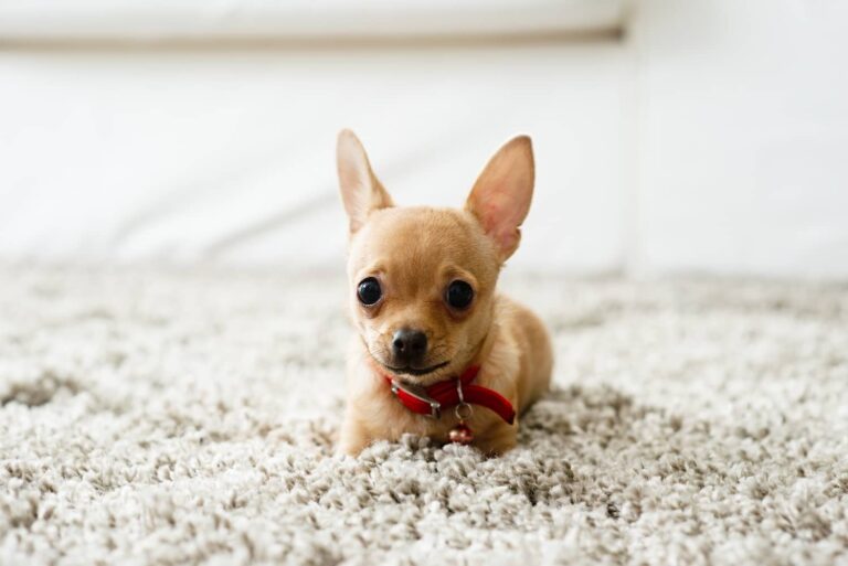 hydrocephalus in dogs