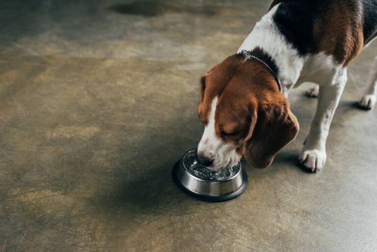 dog drinking excessively with diabetes