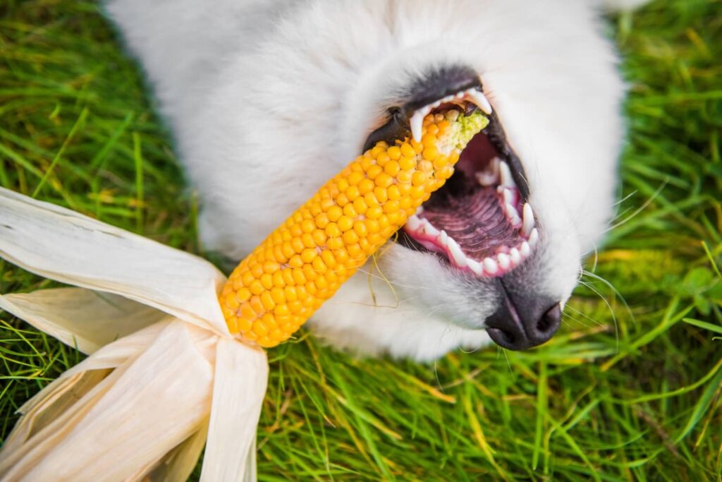 dog eating corn