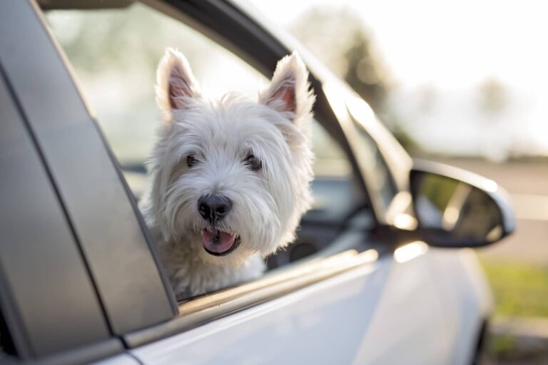 dog in car