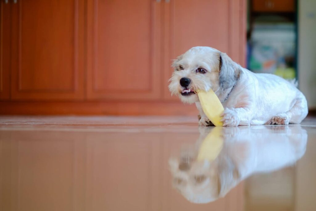 can dogs eat mango