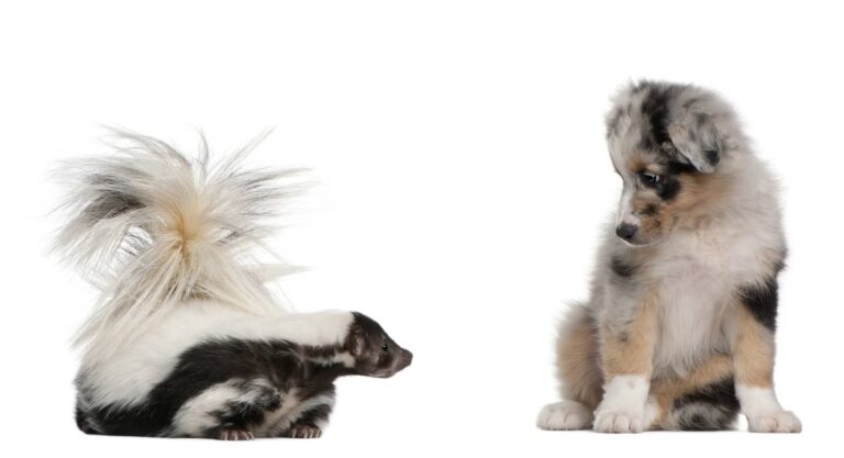 dog sprayed by skunk