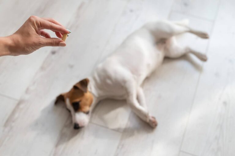 dog taking medication
