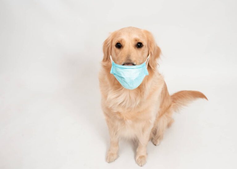 How long is kennel cough contagious?