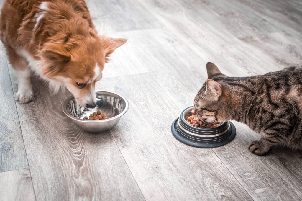 elimination diet trial for pets
