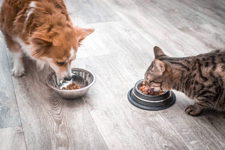 elimination diet trial for pets