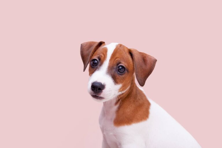 jack russell terrier