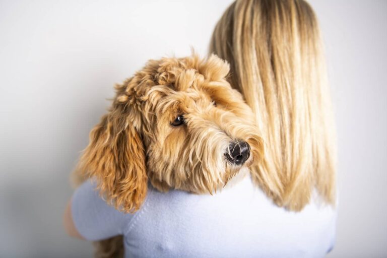 labradoodle