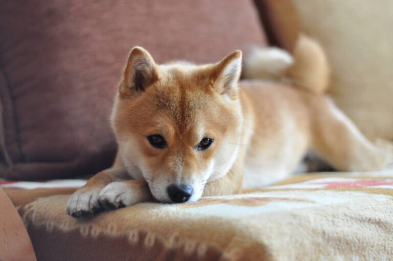 sheba inu on couch