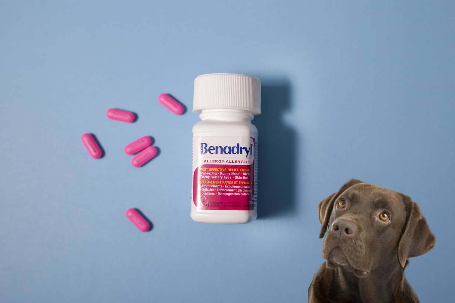 How much liquid benadryl can i give my dog hotsell