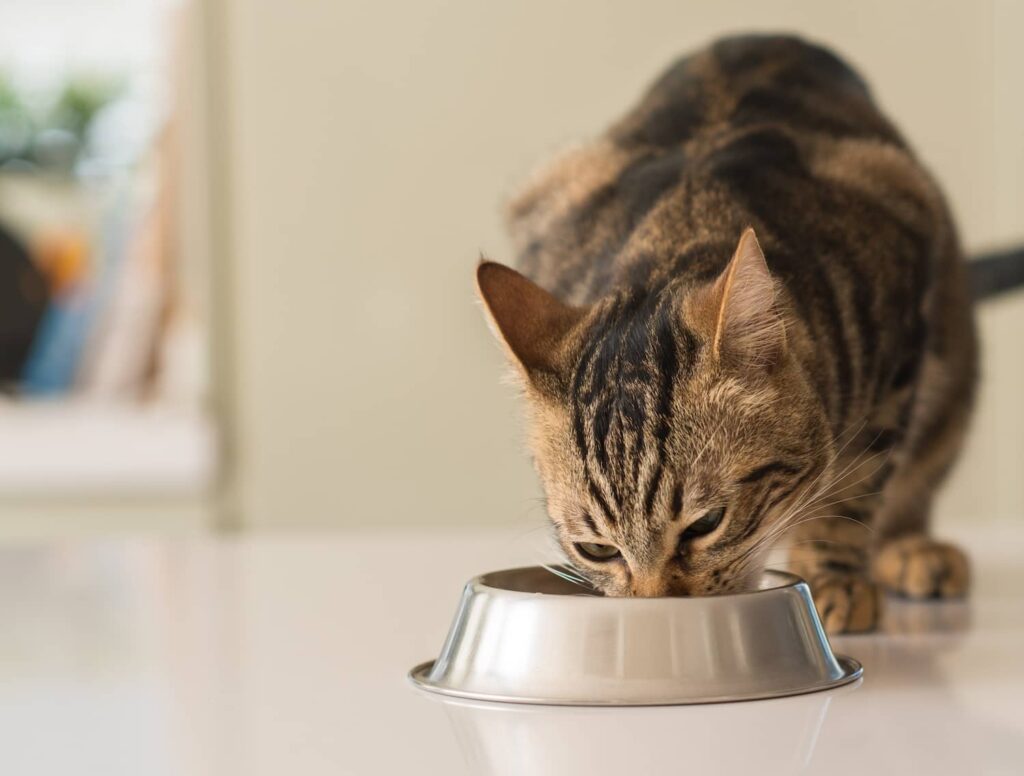 cat eating kidney diet