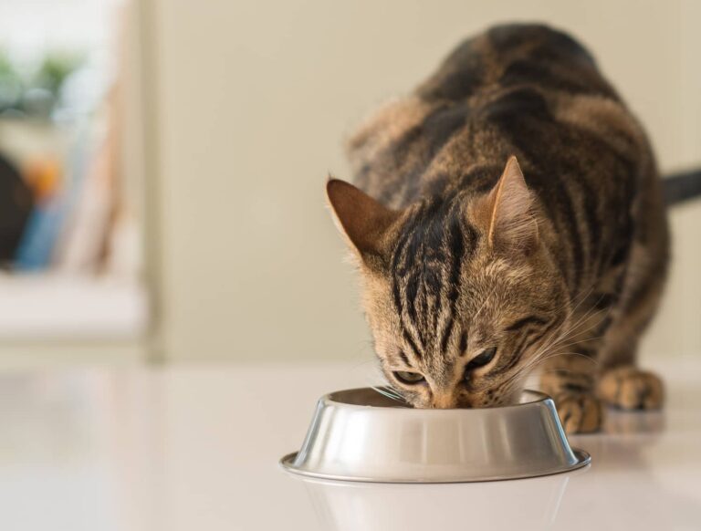 cat eating kidney diet