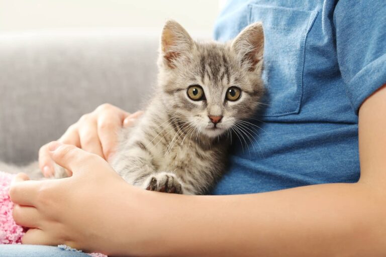 cute kitten with boy