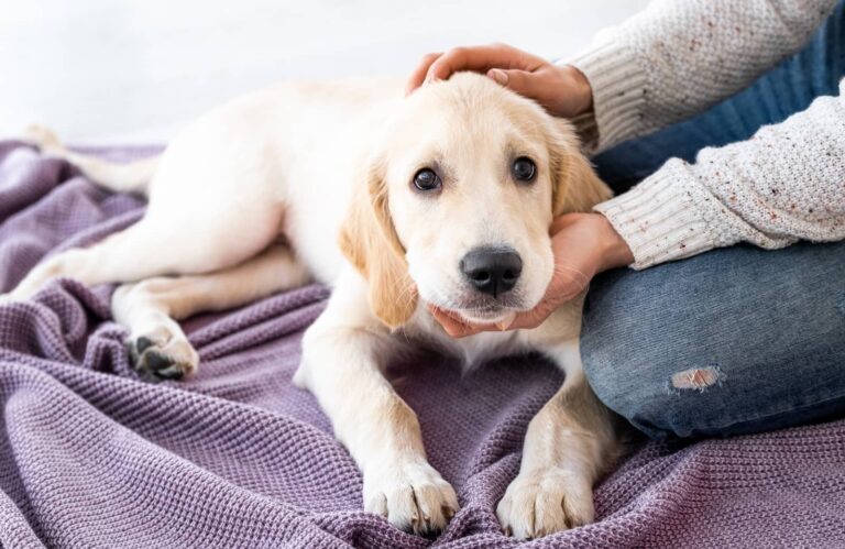 consoled dog