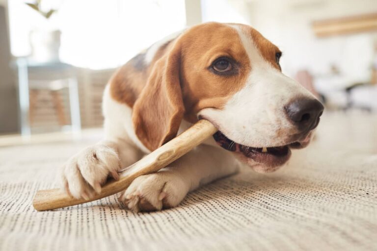 are antlers safe for dogs