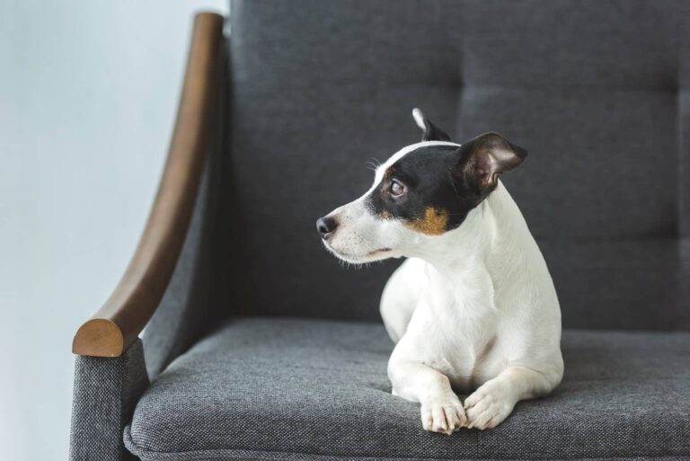 dog on chair