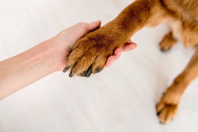 dogs nails and paw in hand