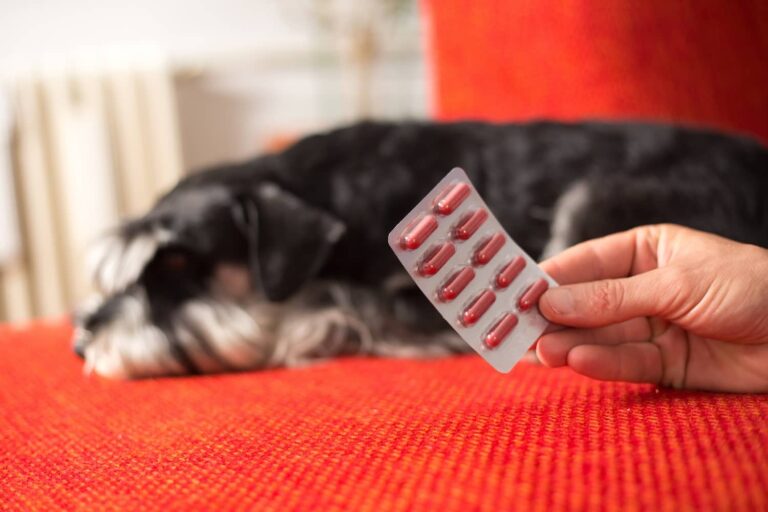 dog taking capsule medication