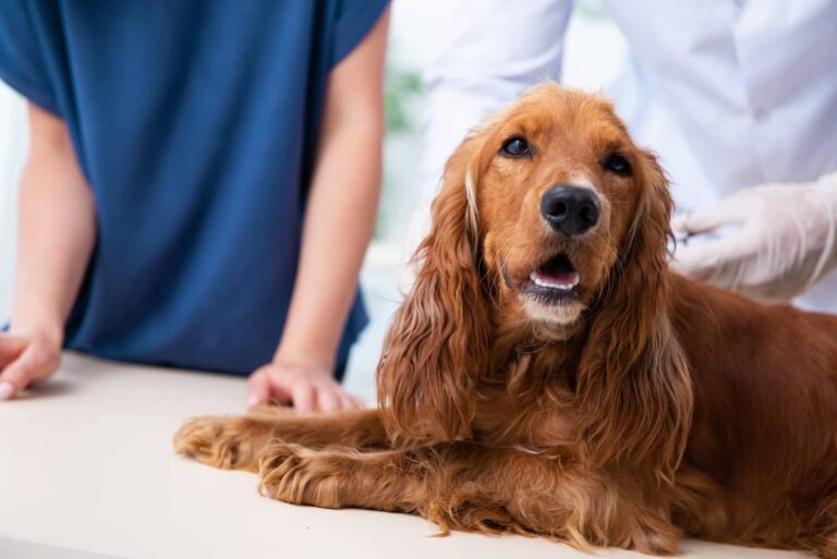 dog with metronidazole toxicity at the vet