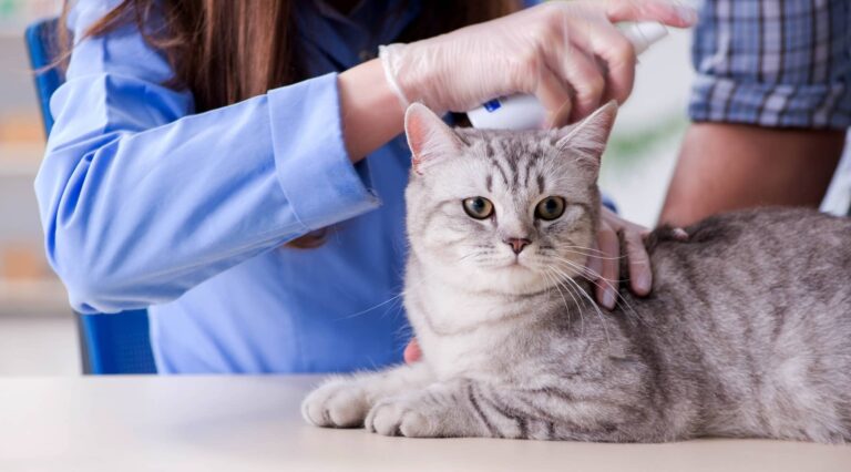 Cat being examined by a vet
