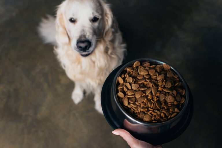 dog and bowl of food