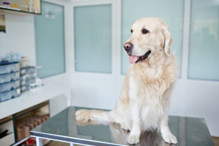 dog at vet