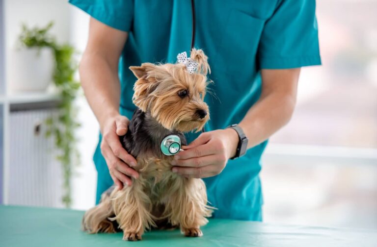 dog heart checkup