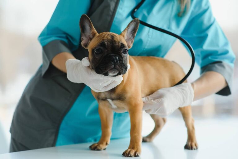 french bulldog examination