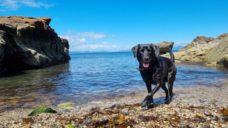 running dog