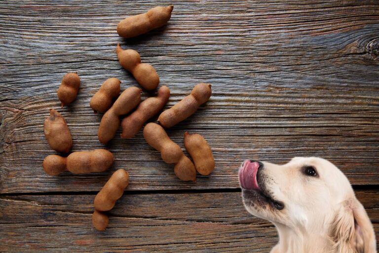 tamarind toxicity in dogs
