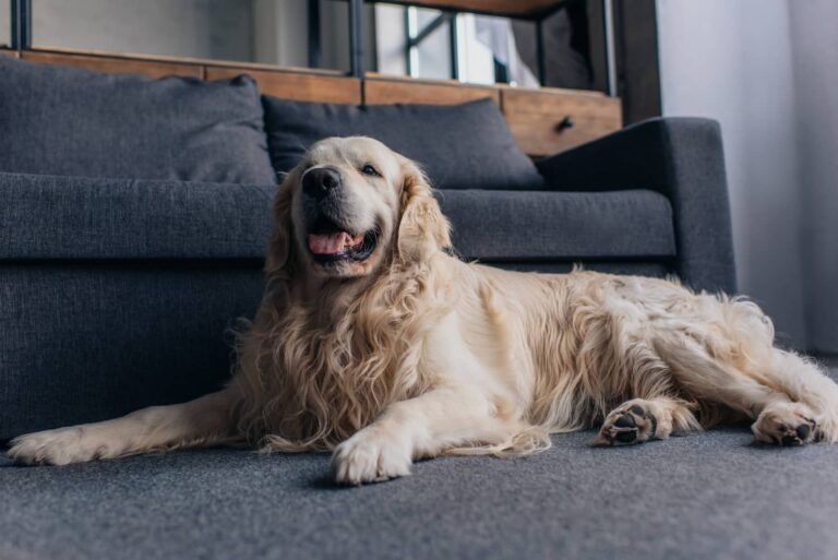 dog in living room