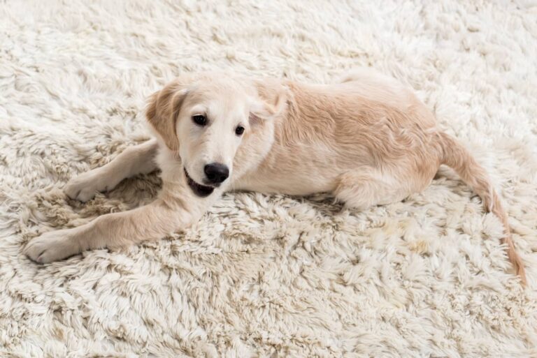 dog on carpet