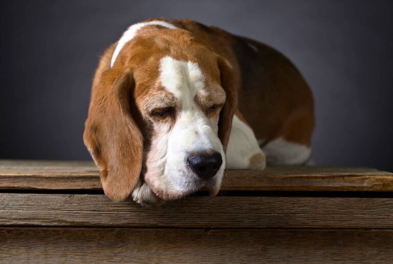 old dog